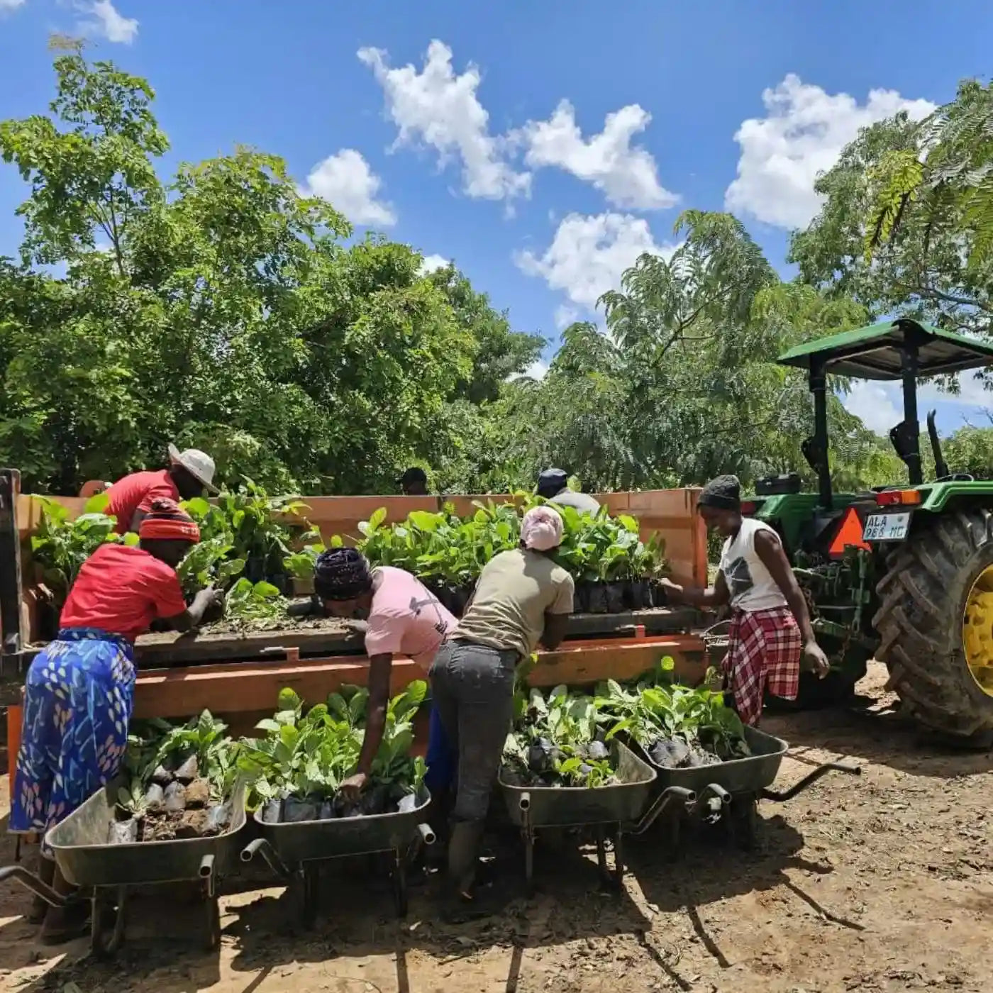 inheimische Community pflanzt Setzlinge mit Schubkarren – Wiederaufforstung in Afrika