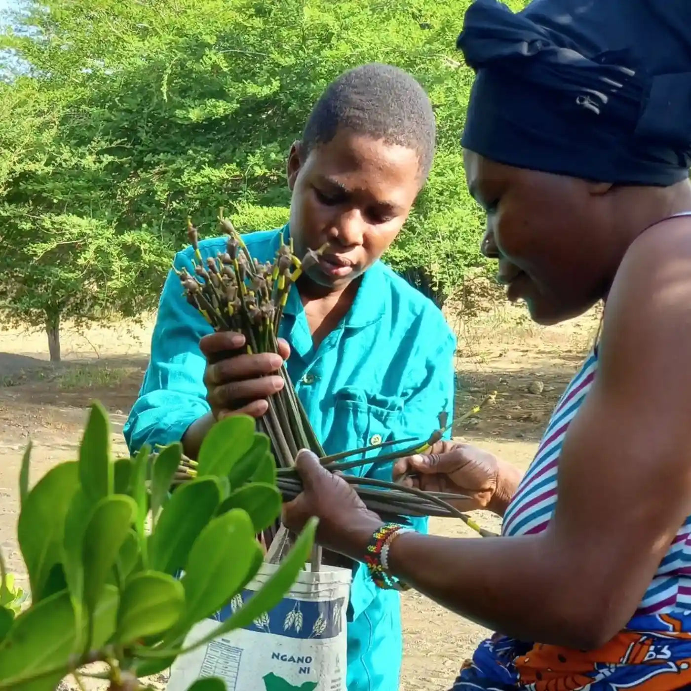 Zwei afrikanische Frauen mit Baumsetzlingen – soziales Aufforstungsprojekt