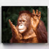 Malen nach Zahlen - Klatschender Baby Orang-Utan (Spende) - Artyroom