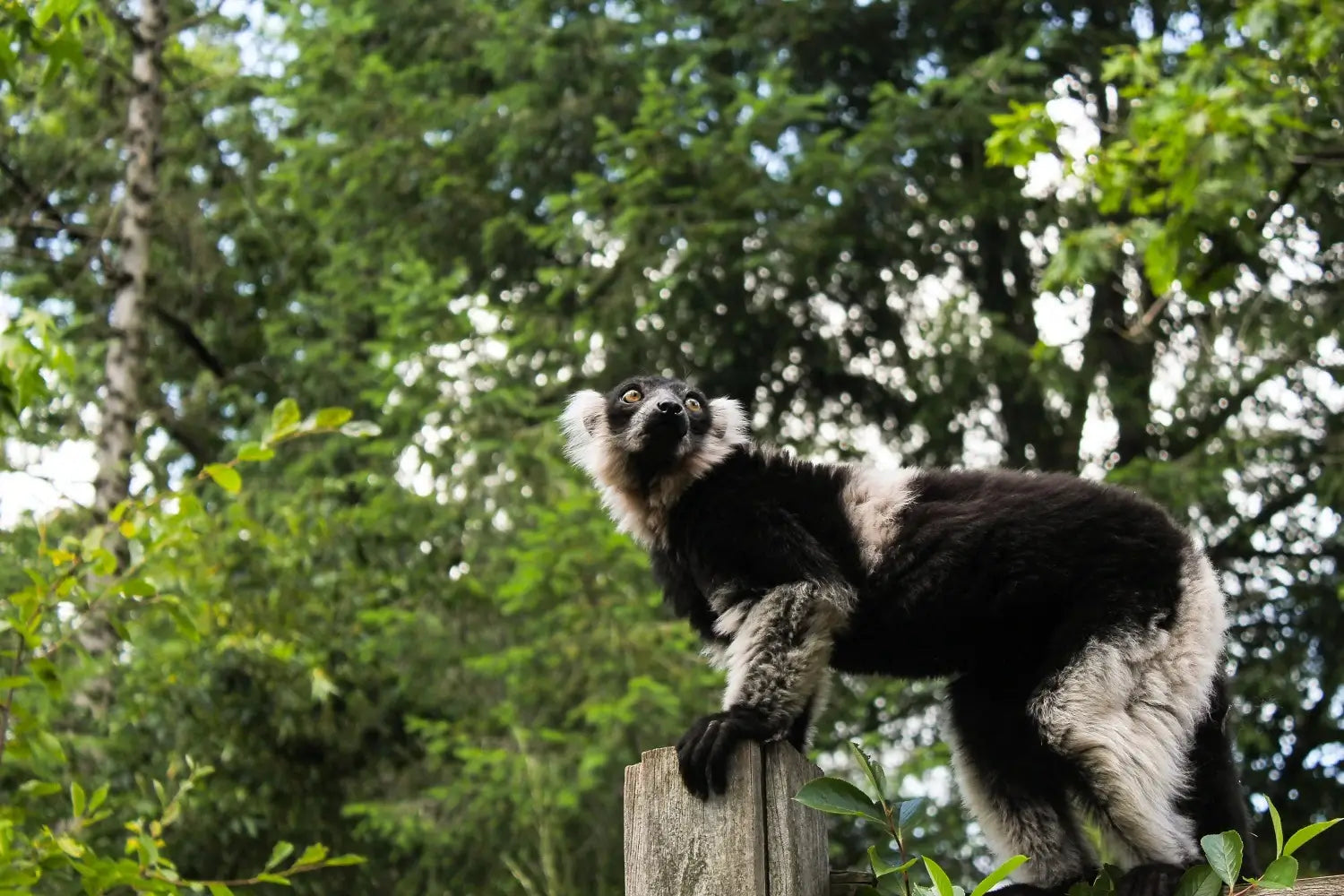 Lumur-im-Dschungel