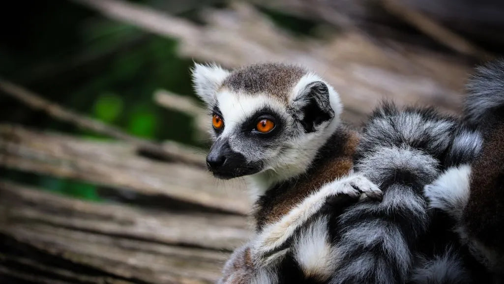 Madagaskar_Lemur